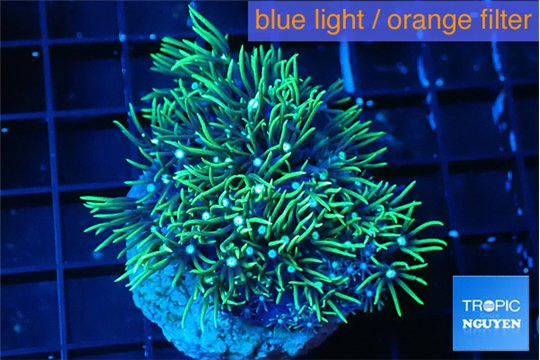 Pachyclavularia neon green 3-5 cm WYSIWYG acclimaté