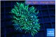 Pachyclavularia neon green 3-5 cm WYSIWYG acclimaté