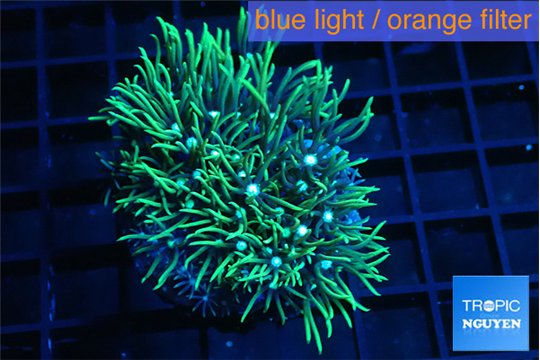 Pachyclavularia neon green 3-5 cm WYSIWYG acclimaté