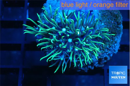 Pachyclavularia neon green 2-3 cm WYSIWYG acclimaté