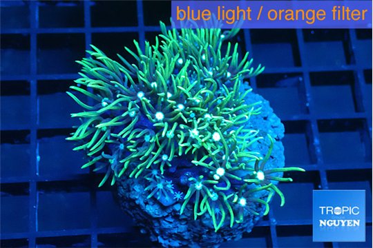 Pachyclavularia neon green 3-5 cm WYSIWYG acclimaté