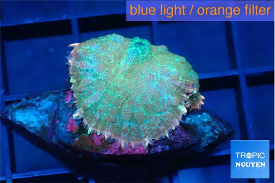 Rhodactis green forest 1 polyp WYSIWYG acclimaté