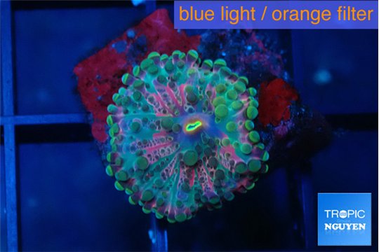 Ricordea yuma rainbow 1 polyp WYSIWYG acclimaté
