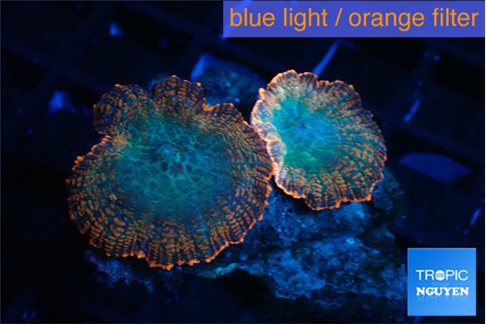 Rhodactis red blue superman 2 polyps WYSIWYG acclimaté