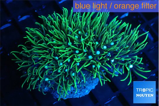 Pachyclavularia neon green 4-6 cm WYSIWYG acclimaté