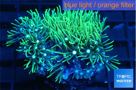 Pachyclavularia neon green 3-5 cm WYSIWYG acclimaté