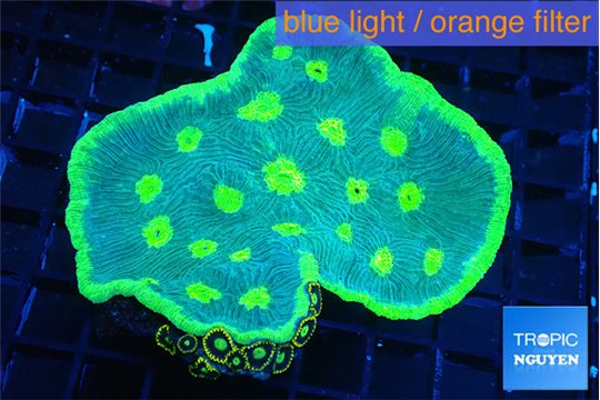 Echinophyllia green golden moon 8-12 cm WYSIWYG acclimaté