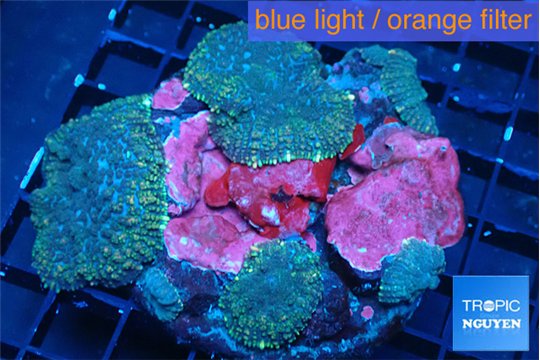 Rhodactis golden blue Tonga 7-10 cm WYSIWYG acclimaté