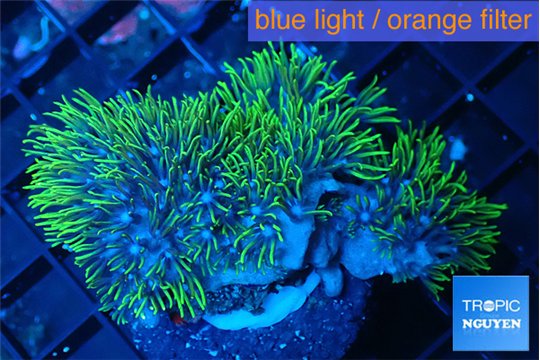 Briaerium green 5-6 cm WYSIWYG acclimaté