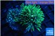 Pachyclavularia neon green 4-6 cm WYSIWYG acclimaté