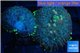 Rhodactis golden blue Tonga 2 polyps WYSIWYG acclimaté