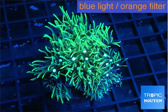 Pachyclavularia neon green 3-5 cm WYSIWYG acclimaté