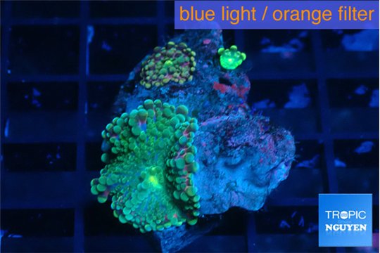 Ricordea yuma green 1-2 polyps WYSIWYG acclimaté