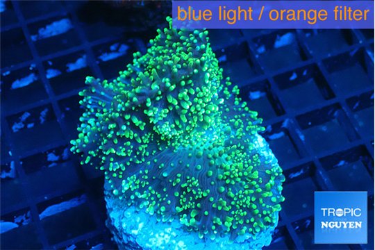 Ricordea neon green long hair 5-8 cm WYSIWYG acclimaté