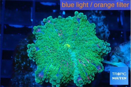 Ricordea yuma purple 1 polyp WYSIWYG acclimaté