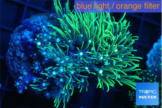 Pachyclavularia neon green 4-6 cm WYSIWYG acclimaté