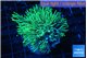 Pachyclavularia neon green 3-5 cm WYSIWYG acclimaté