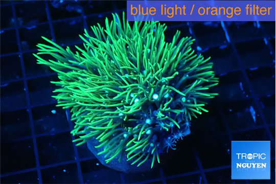 Pachyclavularia neon green 3-5 cm WYSIWYG acclimaté