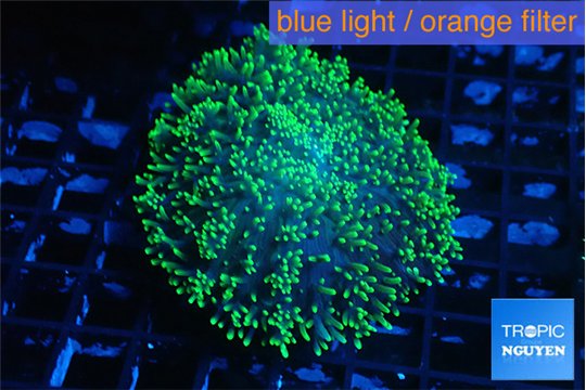 Ricordea neon green long hair 5-8 cm WYSIWYG acclimaté