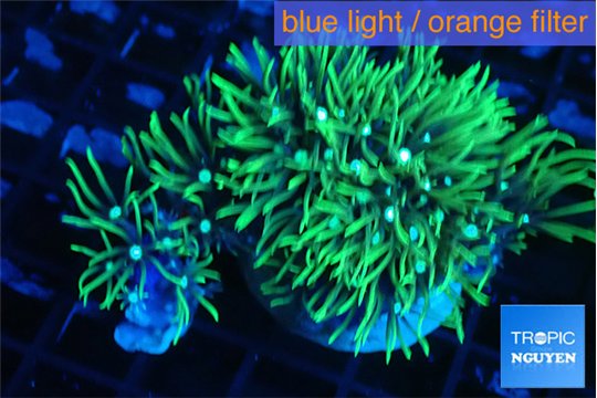 Pachyclavularia neon green 3-5 cm WYSIWYG acclimaté