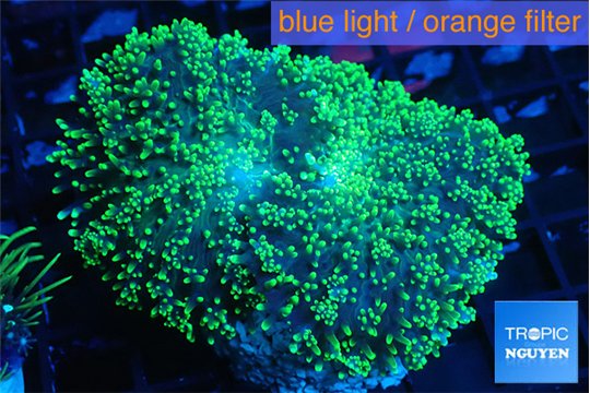 Ricordea neon green long hair 7-12 cm WYSIWYG acclimaté