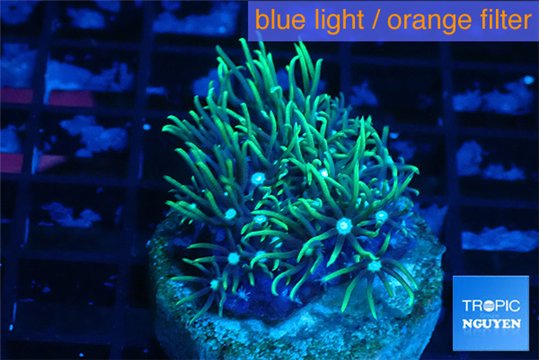 Pachyclavularia neon green 2-4 cm WYSIWYG acclimaté