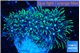 Pachyclavularia neon green 3-5 cm WYSIWYG acclimaté