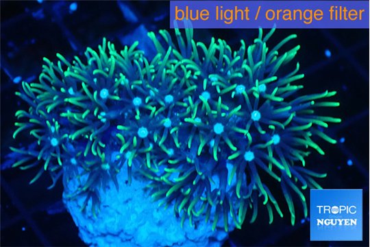 Pachyclavularia neon green 3-5 cm WYSIWYG acclimaté