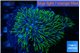 Pachyclavularia neon green 4-6 cm WYSIWYG acclimaté