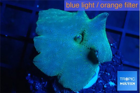 Discosoma deep blue avatar 1 polyp WYSIWYG acclimaté