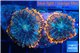 Rhodactis red blue superman 2 polyps WYSIWYG acclimaté
