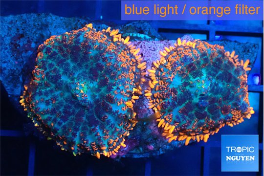 Rhodactis red blue superman 2 polyps WYSIWYG acclimaté