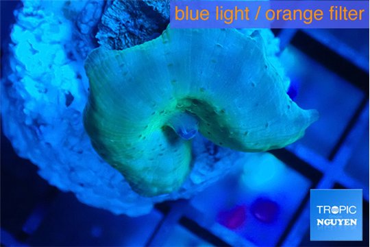 Discosoma deep blue avatar 1 polyp WYSIWYG acclimaté