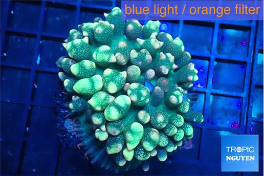 Rhodactis oscilufera green & orange tip 4-6 cm WYSIWYG acclimaté