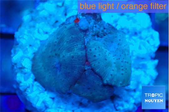 Discosoma deep blue avatar 3 polyps WYSIWYG acclimaté