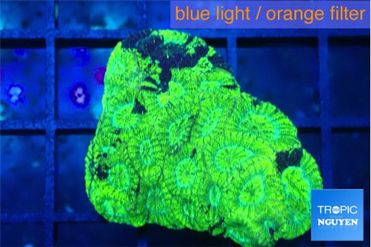 Favia neon green 2-4 cm WYSIWYG acclimaté