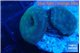 Discosoma deep blue avatar 2 polyps WYSIWYG acclimaté