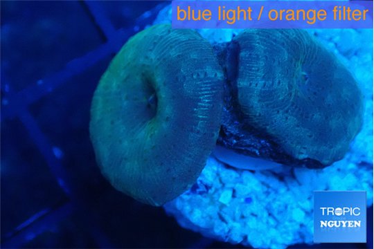 Discosoma deep blue avatar 2 polyps WYSIWYG acclimaté