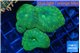Discosoma green 3 polyps WYSIWYG acclimaté