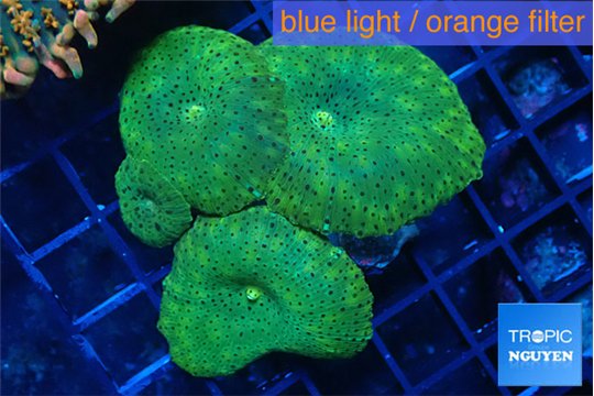 Discosoma green 3 polyps WYSIWYG acclimaté