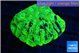 Favia neon green 3-4 cm WYSIWYG acclimaté