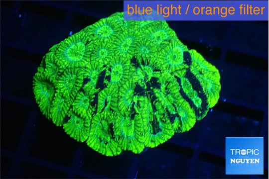 Favia neon green 3-4 cm WYSIWYG acclimaté