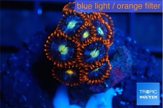 Zoanthus red blue 2-3 cm WYSIWYG acclimaté