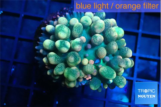 Rhodactis oscilufera green & orange tip 4-6 cm WYSIWYG acclimaté