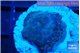 Discosoma deep blue avatar 1 polyp WYSIWYG acclimaté