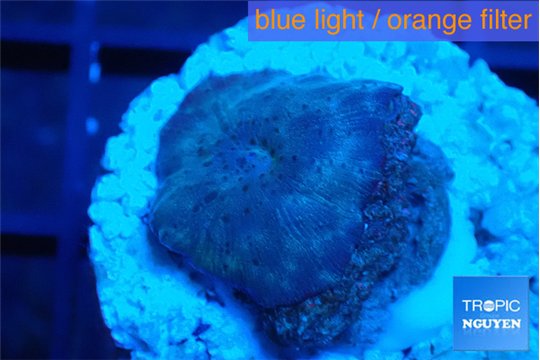 Discosoma deep blue avatar 1 polyp WYSIWYG acclimaté