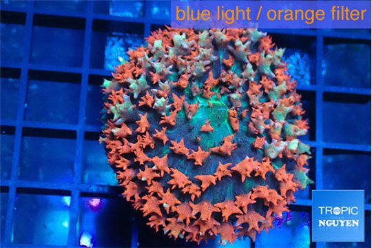 Rhodactis oscilufera red 3-6 cm WYSIWYG acclimaté