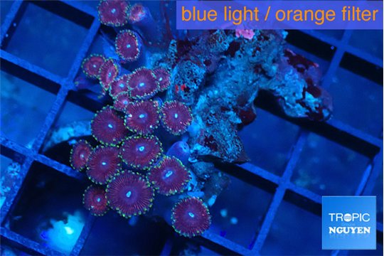 Zoanthus pink 4-6 cm WYSIWYG acclimaté