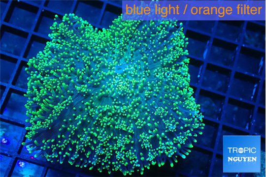 Ricordea neon green long hair 6-9 cm WYSIWYG acclimaté