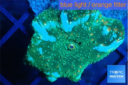 Discosoma golden fusion 1 polyp WYSIWYG acclimaté